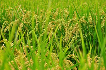 Rice field in Taiwan