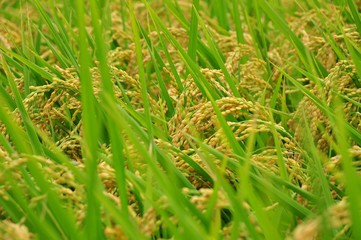 Rice field in Taiwan