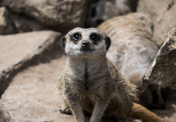 Meerkat close up, portrait. meerkat looking at the spectator