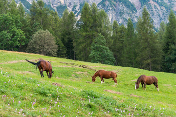 Beautiful horses in an alpine meadow with flowering crocuses, Italy