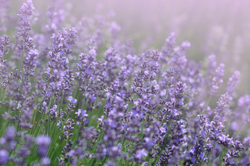 Sunlit lavender field, floral background