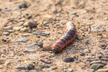 Large thick caterpillar crawls through the earth sand in the forest.