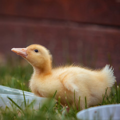 Chick. The duckling drinks water. Photo of a bird close-up in the open air