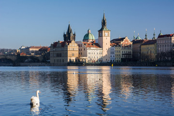 Fototapeta premium Swans. The Vltava River, Prague.