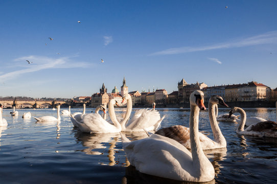 Swans. The Vltava River, Prague.