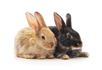Obraz premium Two small rabbits.