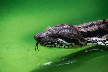 Single isolated snake close up, portrait, head only, with its tongue out