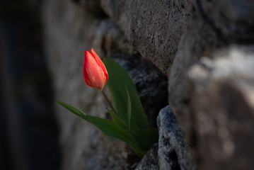 Kleine Tulpe