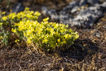 Sedum acre - goldmoss stonecrop, mossy stonecrop. Also common name as oldmoss sedum, biting stonecrop, wallpepper