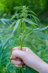 Hand holding the stem of the marijuana. Concept of the marijuana and drugs legalisation, herbal treatment, natural medication.