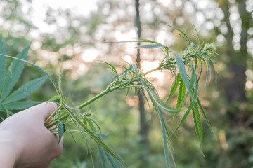 Marijuana stem in the female hands on the sunset, Concept of the marijuana and drugs legalisation, herbal treatment, natural medication.