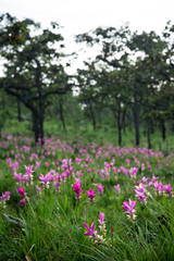 Siam tulip or Krachai flowers in the wild