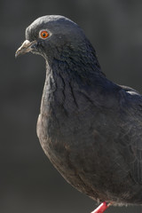 pigeon