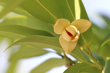 Melodorum fruticosum leaf and yellow flower on blurred background.