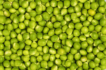 The harvest of fresh green peas. The concept of organic food.