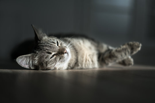kitten rest in sunny room