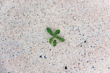 Despite the lack of living conditions, it grows with zeal under the hot sun.