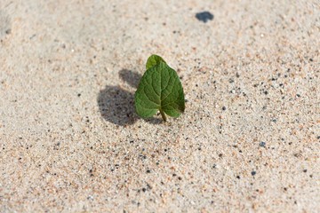A small plant that sprouts in dry sand. Despite the lack of living conditions, it grows with zeal under the hot sun.