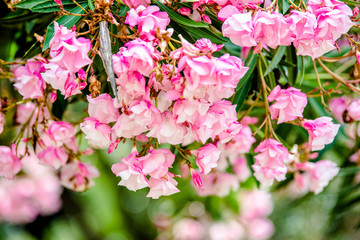 Pink rhododendrons in Montenegro bloom in the city Park 