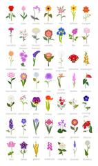 Fototapeta na wymiar Your garden guide. Top 50 most popular flowers infographic