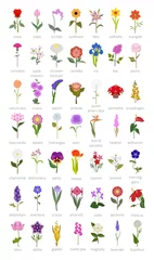 Afwasbaar Fotobehang Eenhoorns Uw tuingids. Top 50 meest populaire bloemen infographic