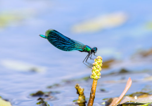 Beautiful Demoiselle sits on the river grass 