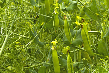 pea beans on plants, in the field, against a background of pure sunny sky