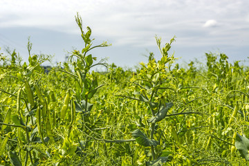 pea beans on plants, in the field, against a background of pure sunny sky