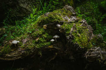 small mushrooms on an old stump with green moss