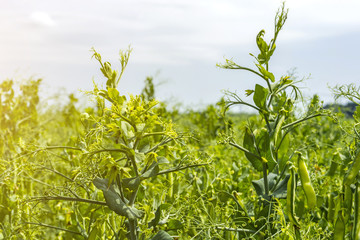 pea beans on plants, in the field, against a background of pure sunny sky