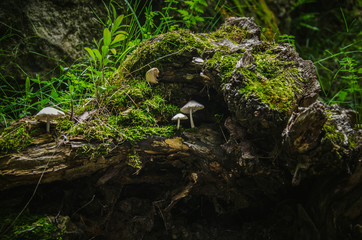 small mushrooms on an old stump with green moss