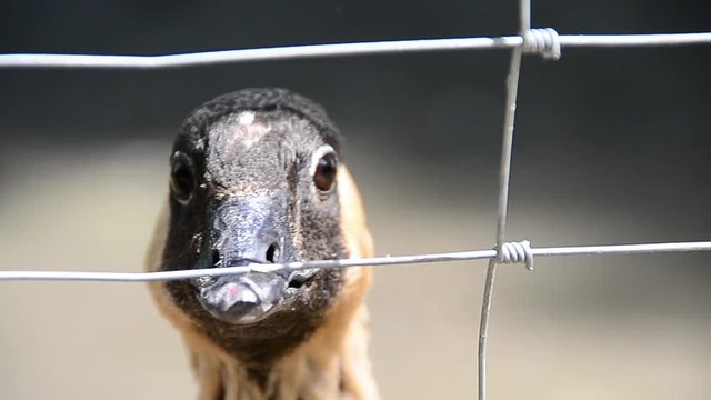 Branta sandvicensis, nene, Hawaiian goose, facial expressions