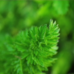 Green leaf background