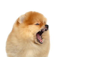 Portrait of Yawn miniature Pomeranian Spitz puppy on Isolated white background, profile view