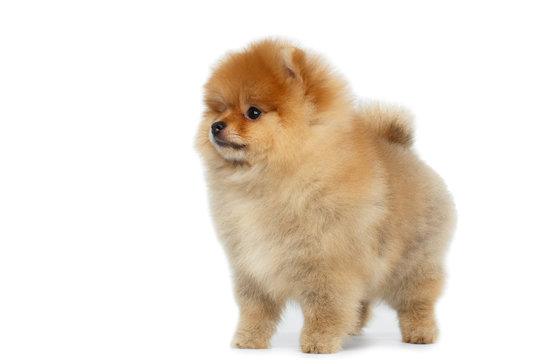 Happy miniature Pomeranian Spitz puppy Standing and Looking at side on Isolated white background, profile view