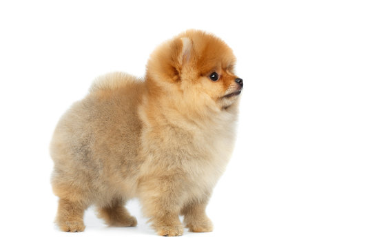 Happy miniature Pomeranian Spitz puppy Standing and Looking at side on Isolated white background, profile view