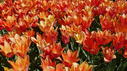 keukenhof tulipani in Olanda