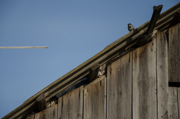 sparrows sit on the roof