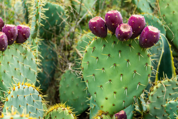 cactus Plante