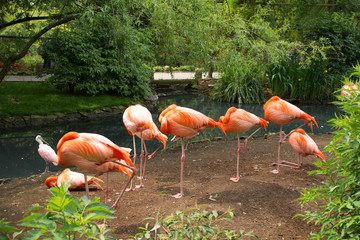 Flamants rose pairi daiza Belgique