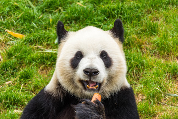Obraz premium Panda pairi daiza Belgique