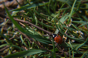 Ladybug on grass