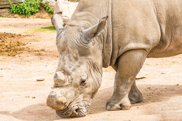 Obraz premium Rhino pairi daiza Belgique