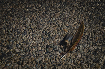 feather and chuck on the asphalt
