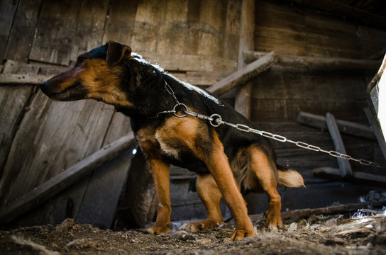 Puppy On A Chain In A Wooden Barn