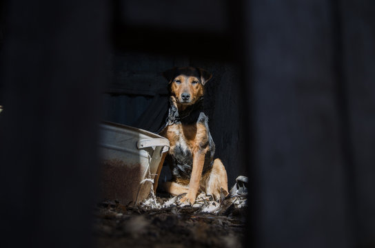 Puppy On A Chain In A Wooden Barn