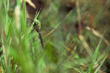 dragonfly