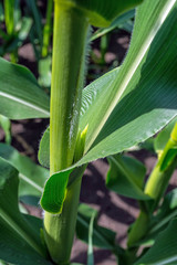 strong, even corn plants on the field, in the phase of the formation of the rock, under the sunny sky