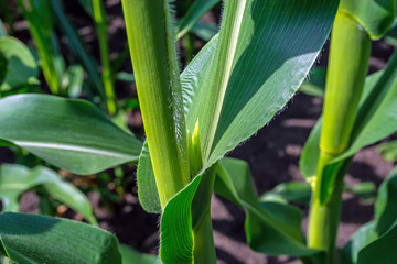strong, even corn plants on the field, in the phase of the formation of the rock, under the sunny sky