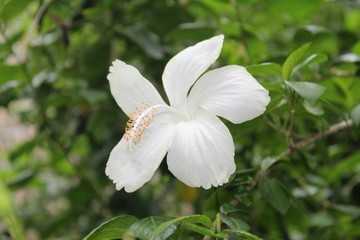hibiscus flower on a natural background. In the tropical garden